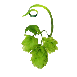 hops